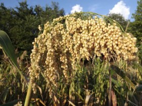 Tarahumara pattogatnivaló cukorcirok - Cukorcirok különlegességek az Egzotikus Növények Stúdiója kínálatából
